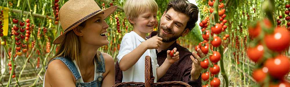 Obst- und Gemüsehandel Frutura l